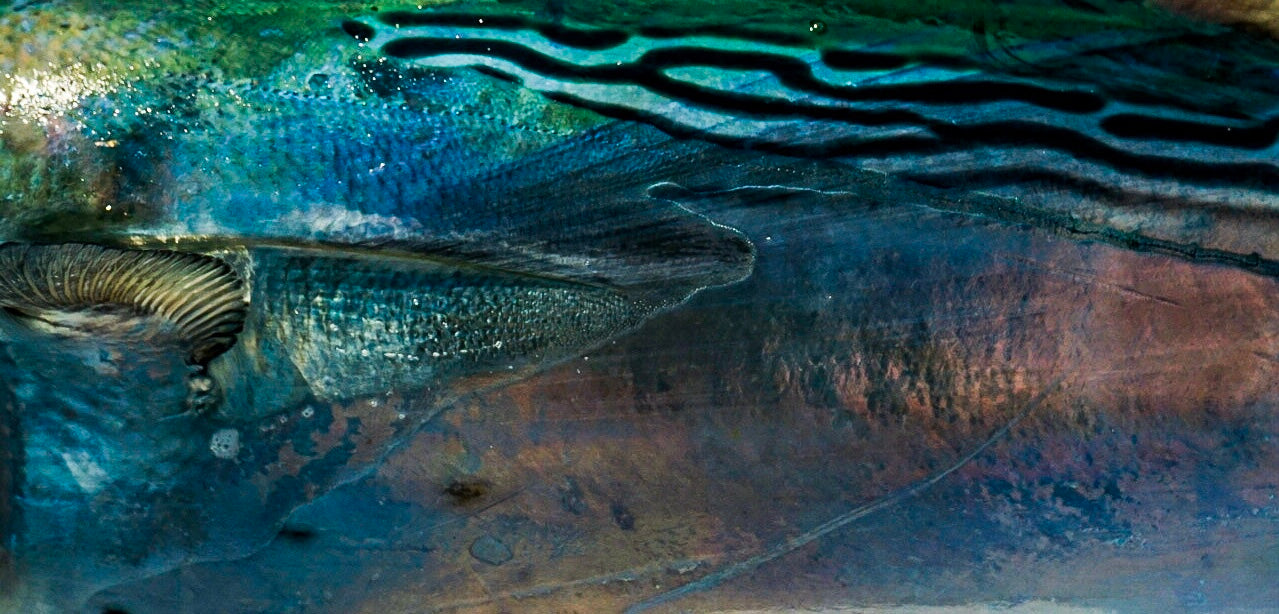 Offshore & Nearshore Flies
