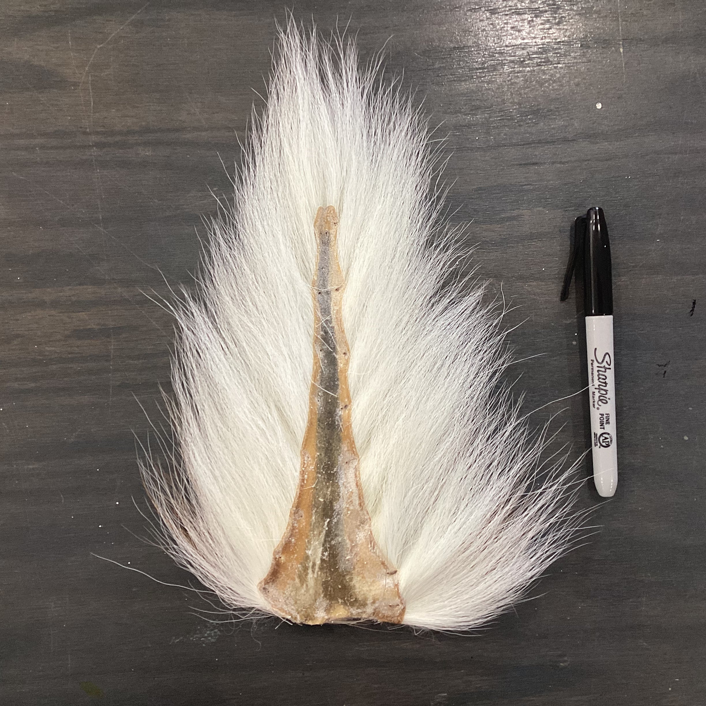 Whitetail Bucktail