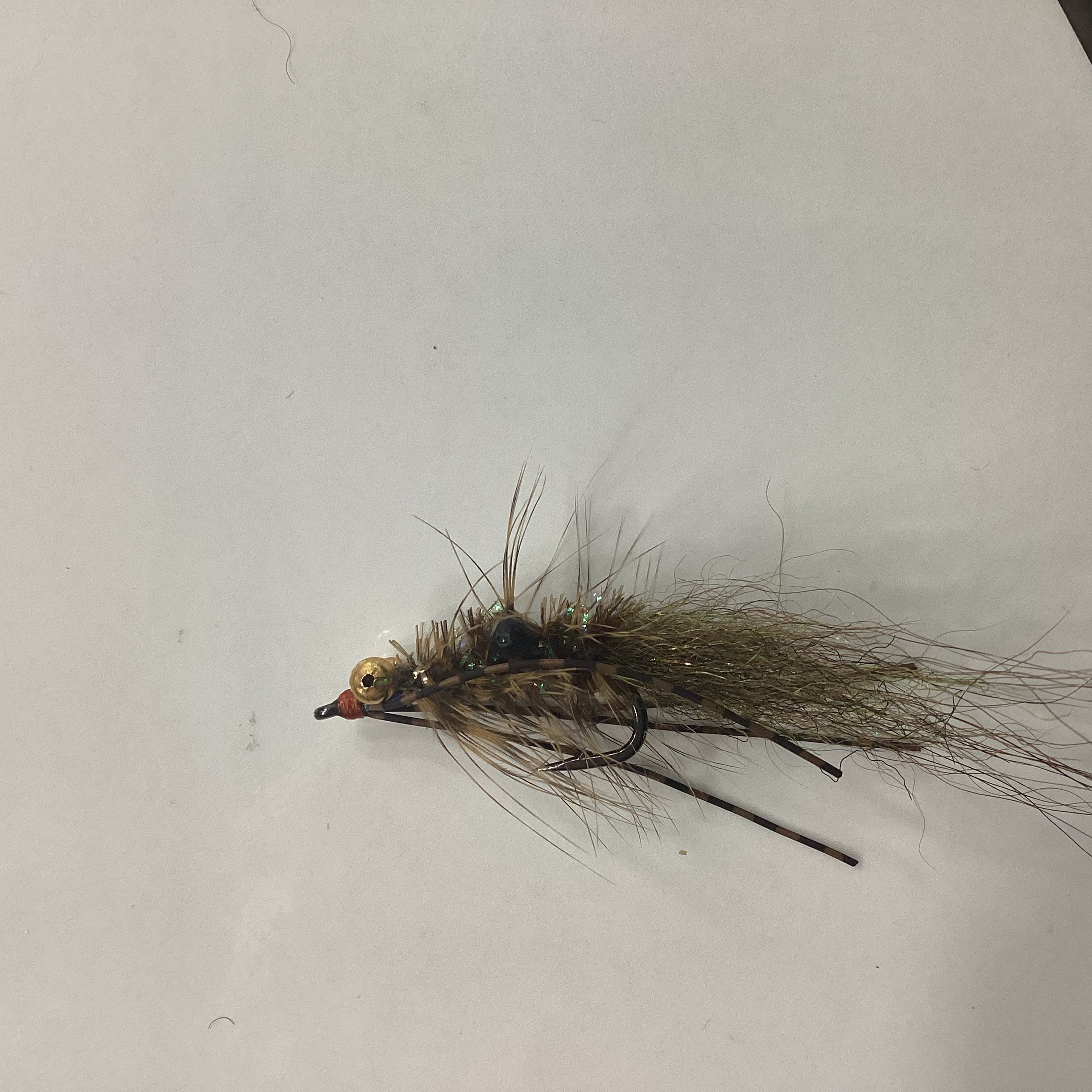 Tony Janik - gold eye shrimp
