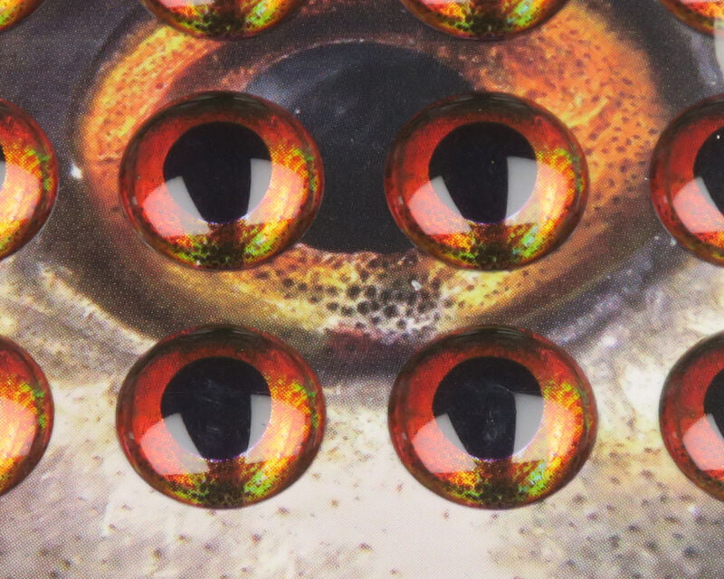 Fish Skull Living Eyes