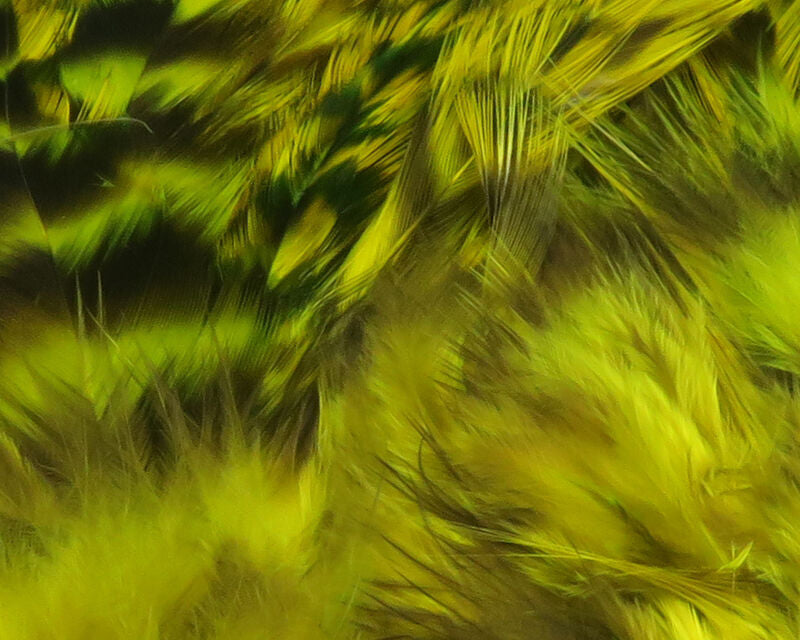 Strung 4-6" Grizzly Variant Saddle Hackle