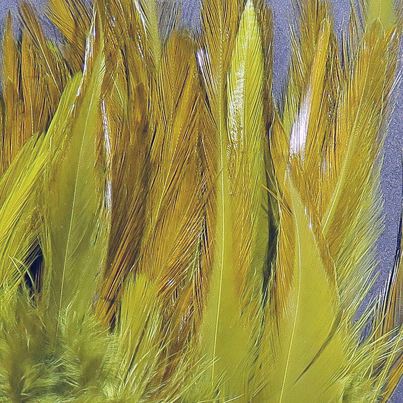 Saltwater Neck Hackle